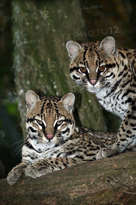 Ocelot (leopardus pardalis), pair of adults on tree trunk