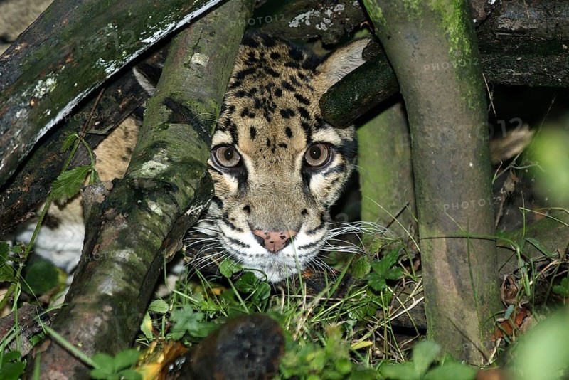 Clouded Leopard (neofelis nebulosa), Adult camouflaged behing Tree