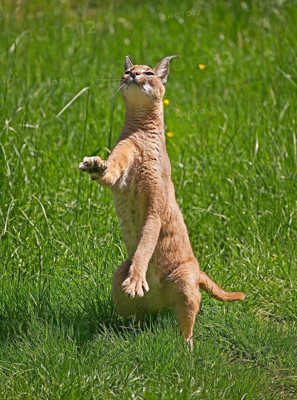Caracal (caracal caracal), Adult on Hind Legs, Hunting