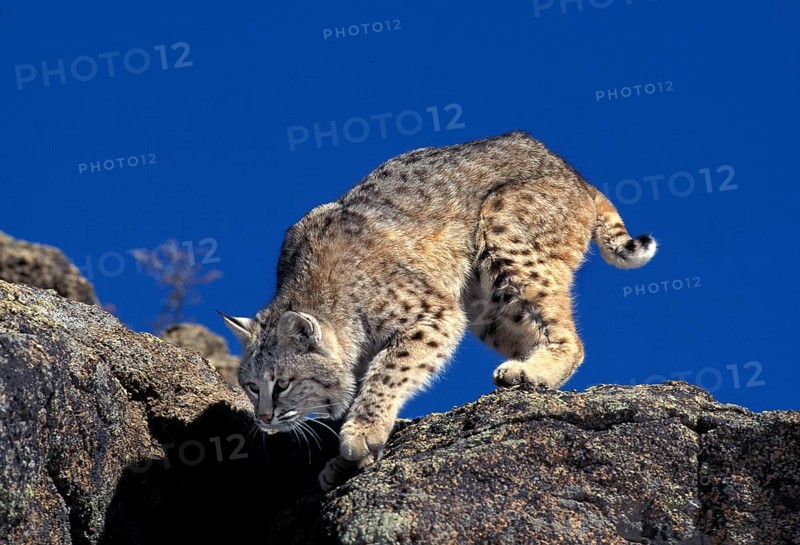Bobcat (lynx rufus), Adult on Rocks, Canada, North America