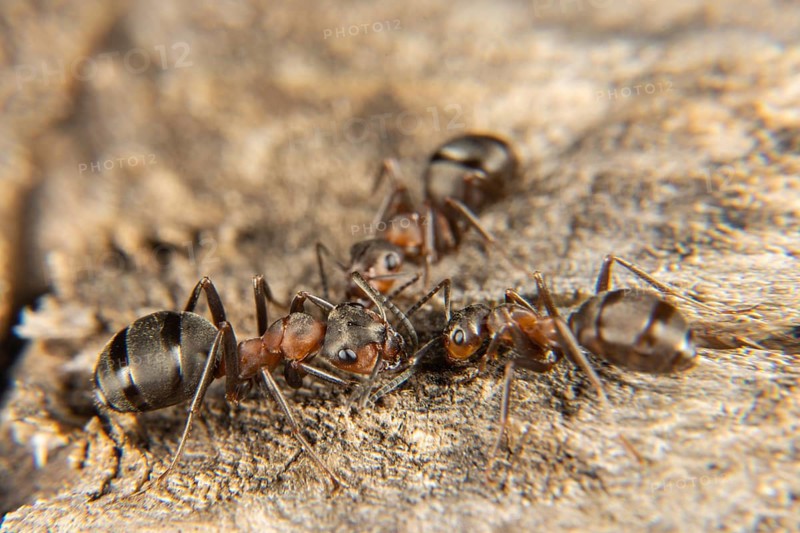 Red wood ant in early spring