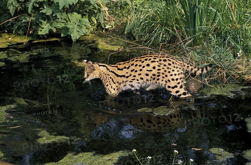 Serval, servals (leptailurus serval) predators, mammals, animals, Adult entering Water