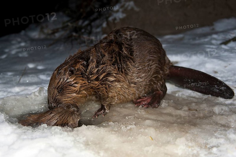 European beaver (Castor fiber), Rosenheim, Bavaria, Germany, Europe