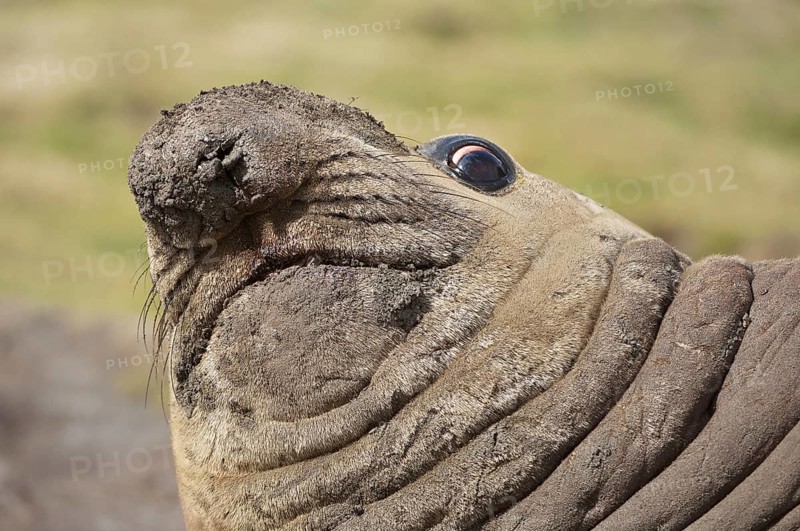 Southern elephant seal (Mirounga leonina), St Andrews Bay, South Georgia, Elephant Seal