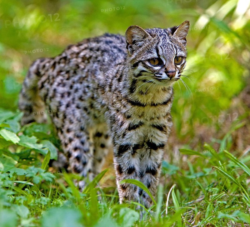 Tiger Cat or Oncilla (leopardus tigrinus), Adult on Grass