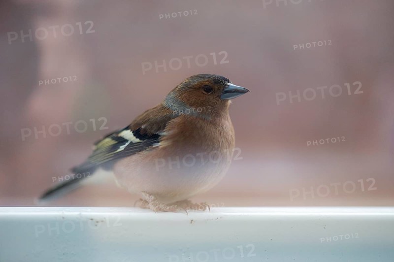 A chaffinch in side view sitting on a railing
