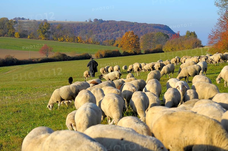Landscape : Swabian Alb Flock of sheep in autumn on pasture, with shepherd, domestic sheep (Ovis orientalis aries)