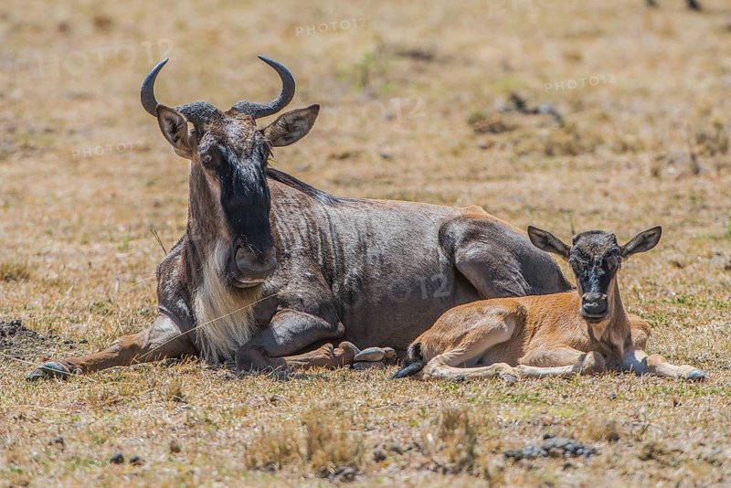Wilderbeast, Gnu (Connochaetes taurinus)