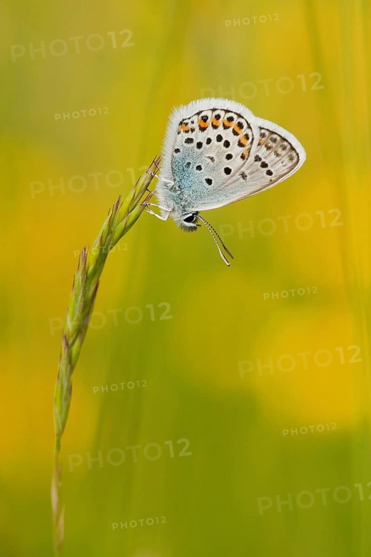 Silver-studded blue (Plebejus argus) male, North Rhine-Westphalia, Germany, Europe