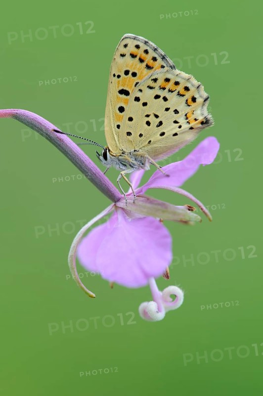 Sooty Copper (Lycaena tityrus) Lower Saxony, Germany, Europe
