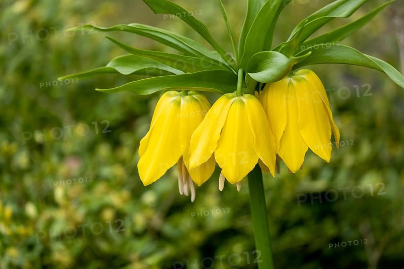 Kaiser's crown (Fritillaria imperialis), yellow-flowering, Münsterland, North Rhine-Westphalia