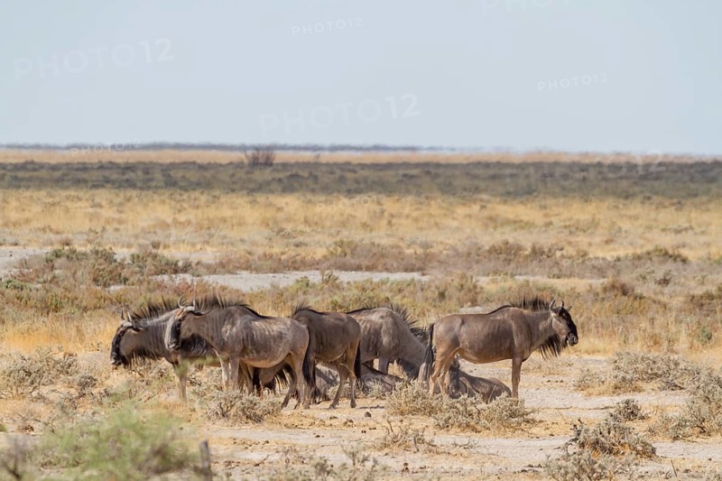 Blue wildebeest (Connochaetes taurinus)