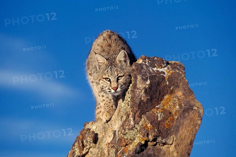 BOBCAT (lynx rufus), ADULT CAMOUFLAGED ON ROCK, CANADA