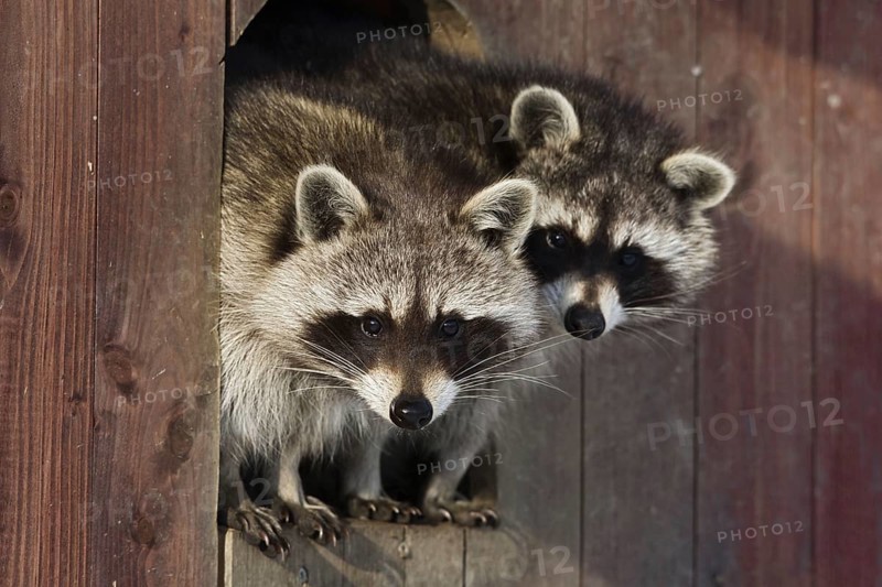 Raccoons (Procyon lotor), Germany, Europe