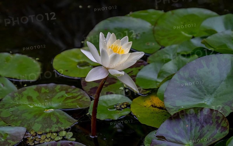 European white water lily (Nymphaea alba)