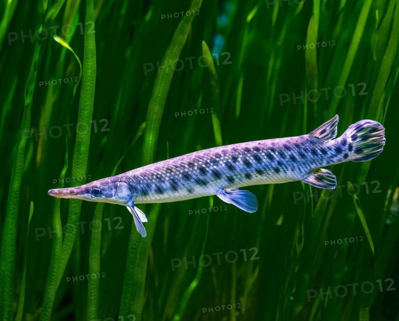 Closeup of a sturgeon fish underwater