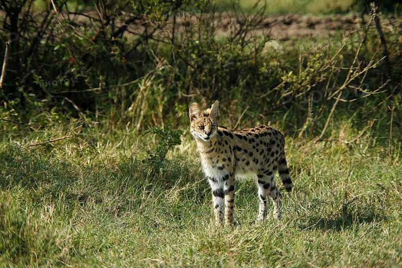 Serval (leptailurus serval), Masai Mara Park in Kenya