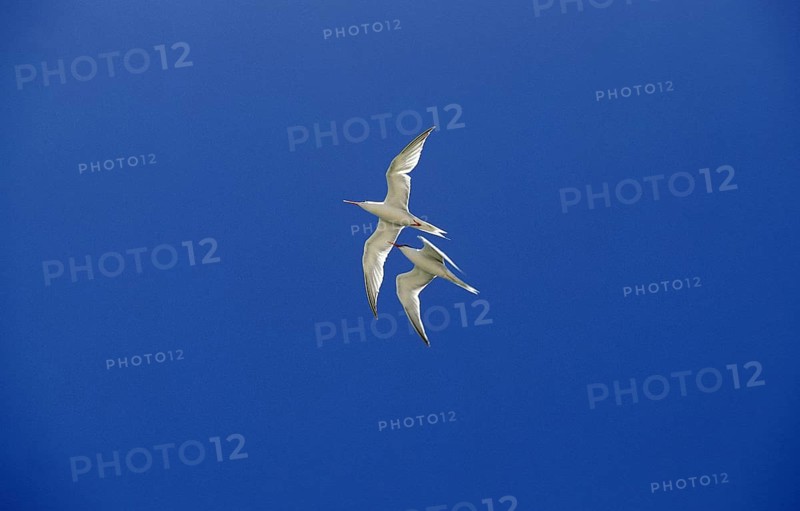 Arctic tern (sterna paradisaea), adult in flight against blue sky, Australia, Oceania