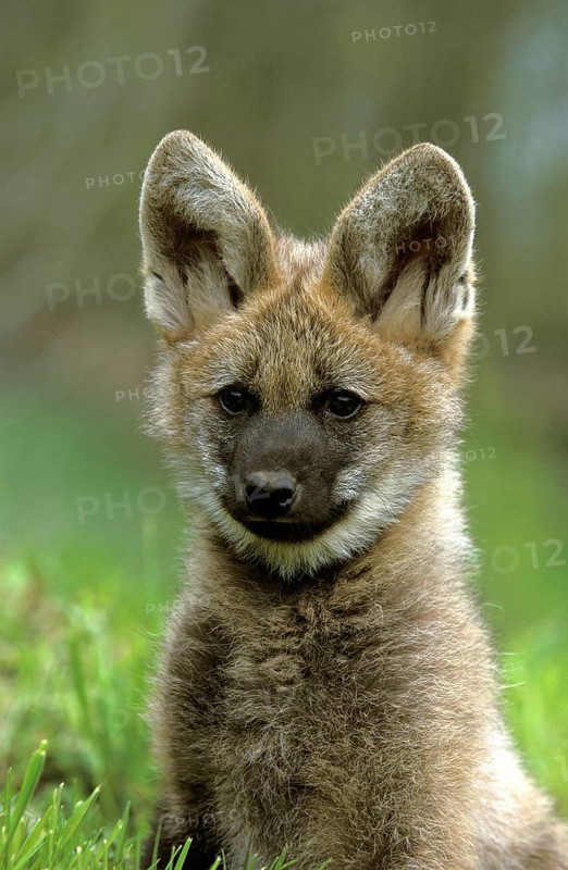 Maned wolf (chrysocyon brachyurus), portrait of a young animal