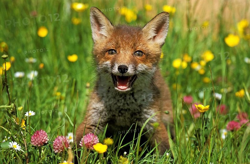Red Fox (vulpes vulpes), Cub in Flowers, Normandy