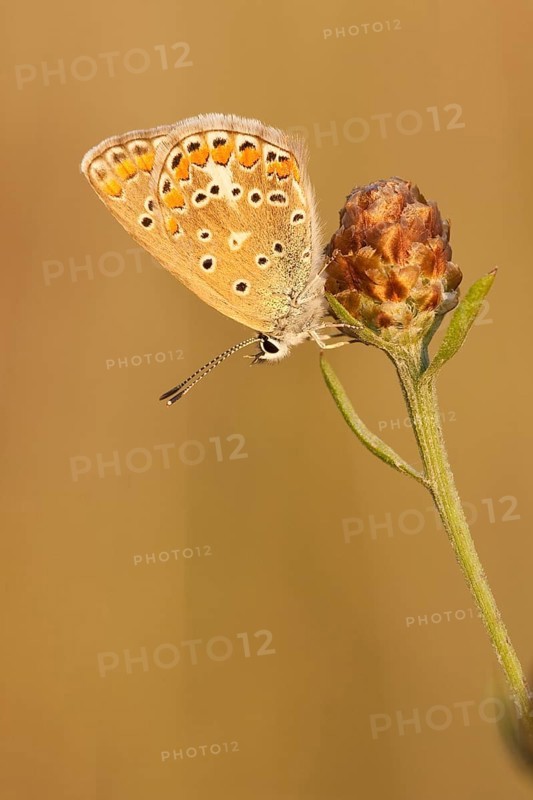 Common blue butterfly (Polyommatus icarus) Germany