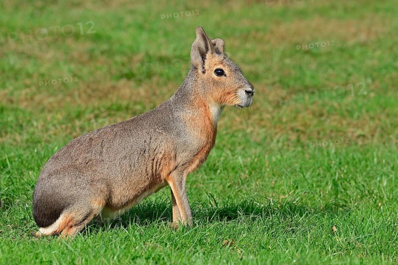 Patagonian mara (Dolichotis patagonum), Patagonian guinea pig