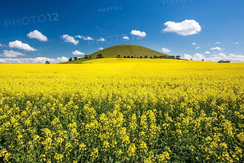Canola fields shine on a clear sunny day near Smeaton in the Victorian goldfields, Australia, Oceania