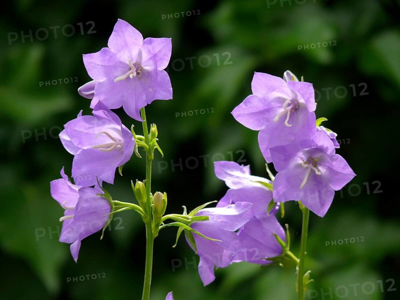 Peach-leaved bellflower (Campanula persicifolia) flowering in the garden