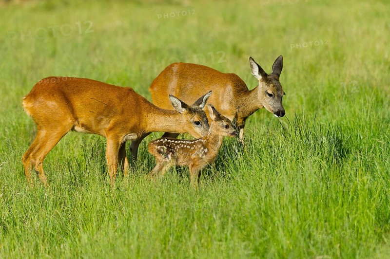 European roe deer (Capreolus capreolus) doe with fawn, fawn