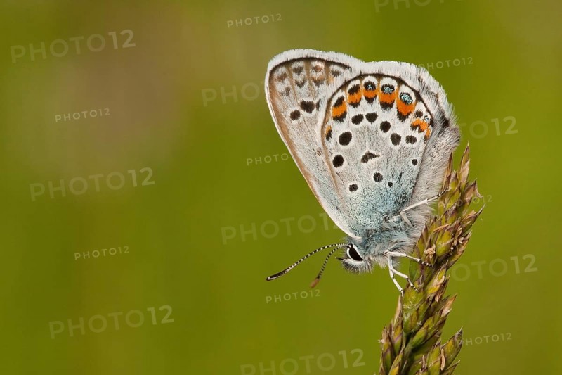 Silver-studded blue (Plebejus argus) North Rhine-Westphalia, Germany, Europe