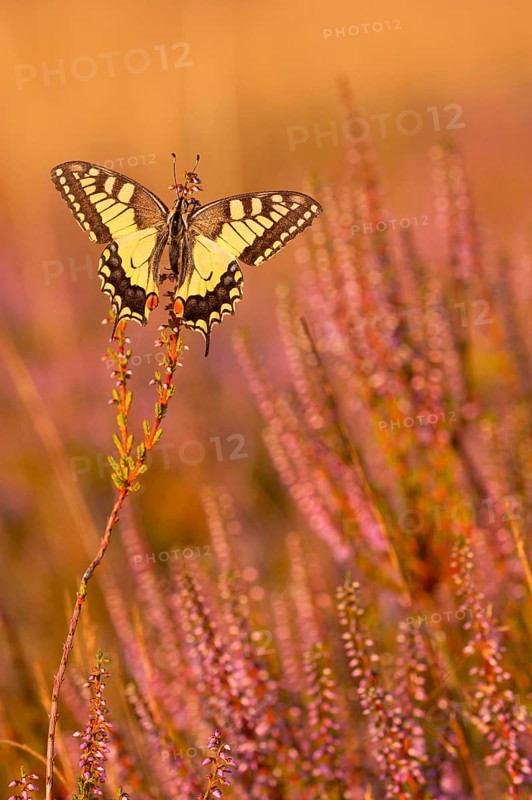 Swallowtail (Papilio machaon) in Heide, North Rhine-Westphalia, Germany, Europe