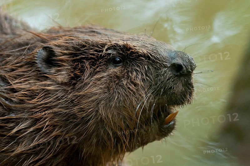 European beaver (Castor fiber), Rosenheim, Bavaria, Germany, Europe