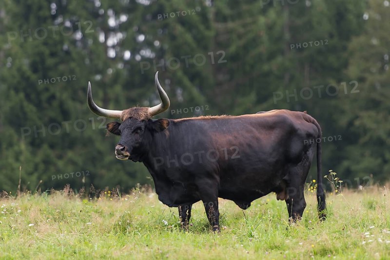 Aurochs