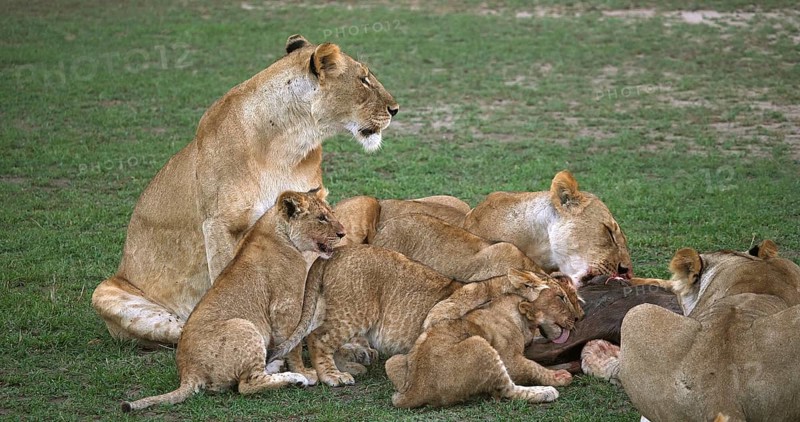 African Lion (panthera leo), Group with a Kill, a Wildebest, Masai Mara Park in Kenya