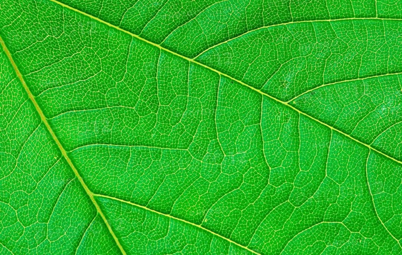 Sycamore (Acer pseudoplatanus), leaf, detail, Bergahorn, Blattdetail, [Pflanzen, plants, Ahorngewaechse, Aceraceae, Blaetter, leaves, Nahaufnahme, close-up, gruen, green, Querformat, horizontal, Strukturen, structures, Background]