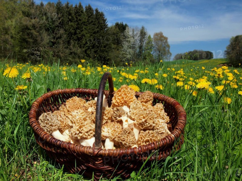 Basket with self-selected common morel (Morchella esculenta) in a meadow with dandelions in the Allgäu region of BadenWürttemberg