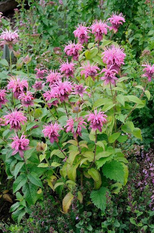 Beebalm, Monarda (Monarda hybrid)