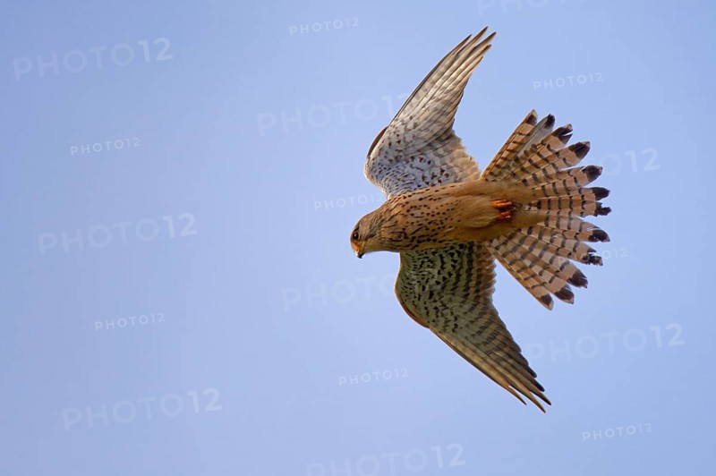 Kestrel in shaking flight