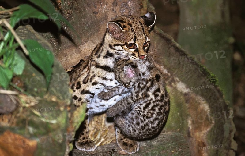 Margay (leopardus wiedii), MOTHER CARROW DICE