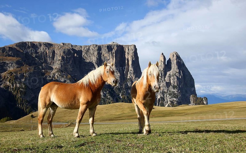 Horses