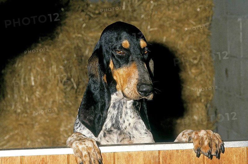 SMALL GASCON SAINTONGEOIS DOG, ADULT STANDING AT A STABLE DOOR