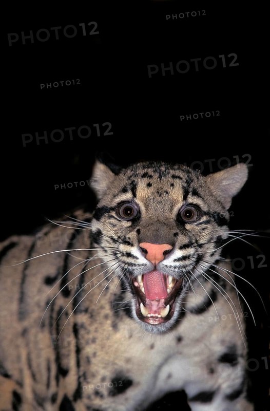 CLOUDED LEOPARD (neofelis nebulosa), PORTRAIT OF ADULT SNARLING