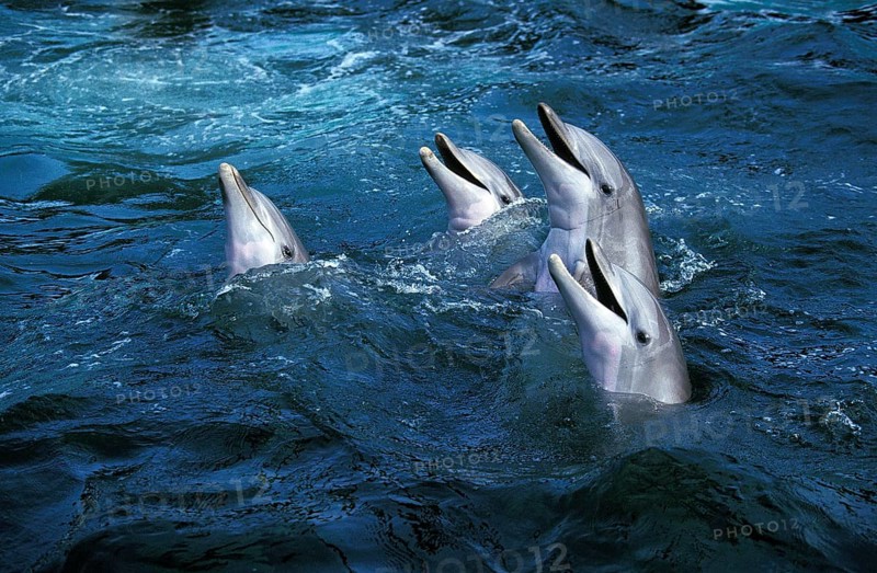 Bottlenose Dolphin (tursiops truncatus)