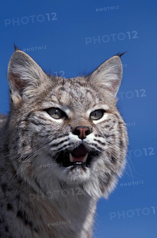 Bobcat (lynx rufus), Portrait of Adult against Blue Sky, Canada, North America