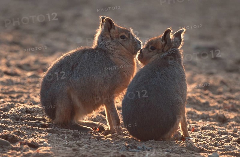 Young maras (Dolichotis patagonum)