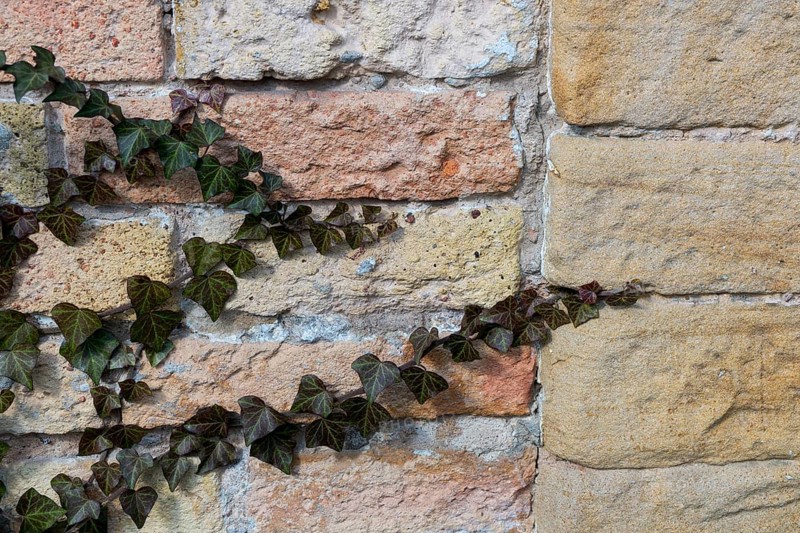 Common ivy (Hedera helix), Palatinate, Rhineland-Palatinate, Germany, Europe