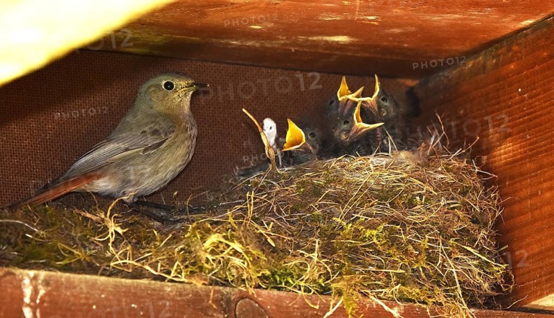 Redstart, Phoenicurus ochruros, blackstart, black redstart, black redtail, Tithy's redstart