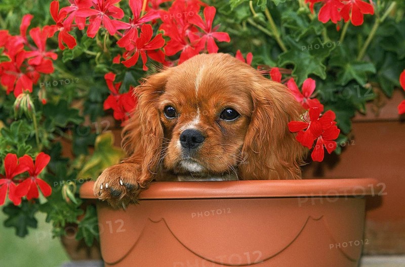 CAVALIER KING CHARLES SPANIEL, PUPPY IN GERANIUM FLOWER POT
