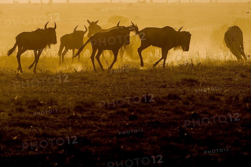 Adult, adventure, africa, african, animal, area, blue, botswana, bush, chobe, conservation, destination, eastern, ecotourism, endangered, environment, game, gnu, grass, grassland, habitat, herbivore, herd, horns, kenya, maasai, mammal, mara, migration, n