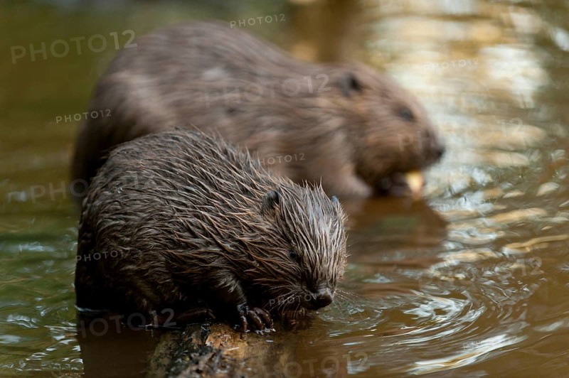 European beaver (Castor fiber) with young, Rosenheim, Bavaria, Germany, Europe